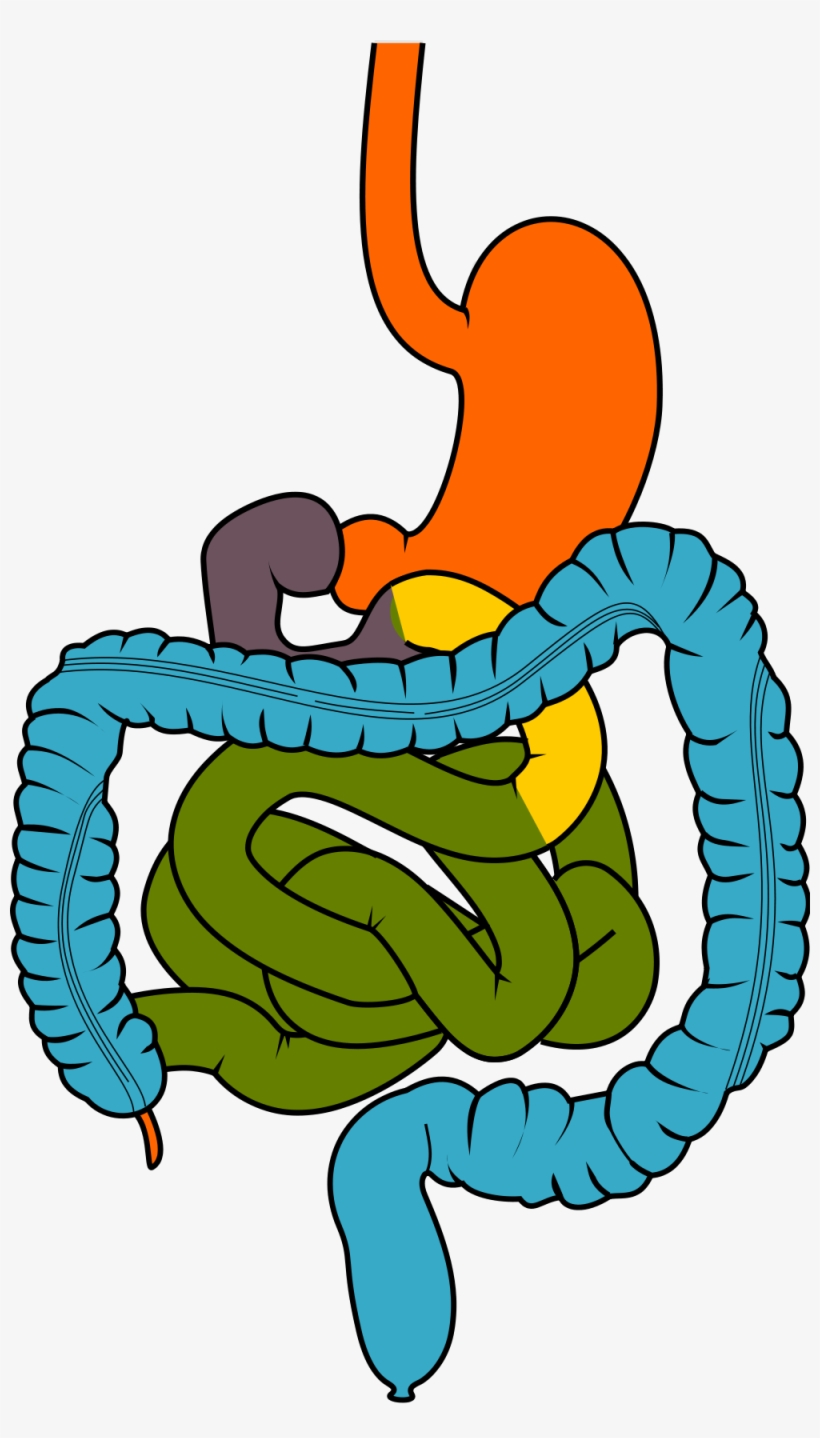Large Bowel - Gastrointestinal Clipart, transparent png download