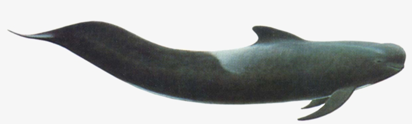 Short Finned Pilot Whale - Short Finned Pilot Whale Png, transparent png download