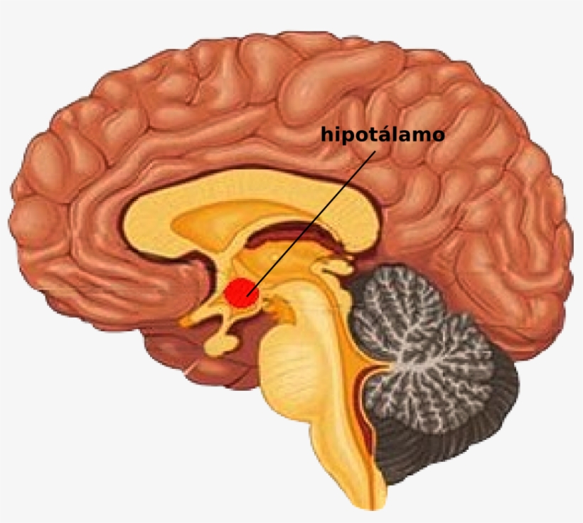 Hipotalamo - Pgo Waves Rem Sleep, transparent png download