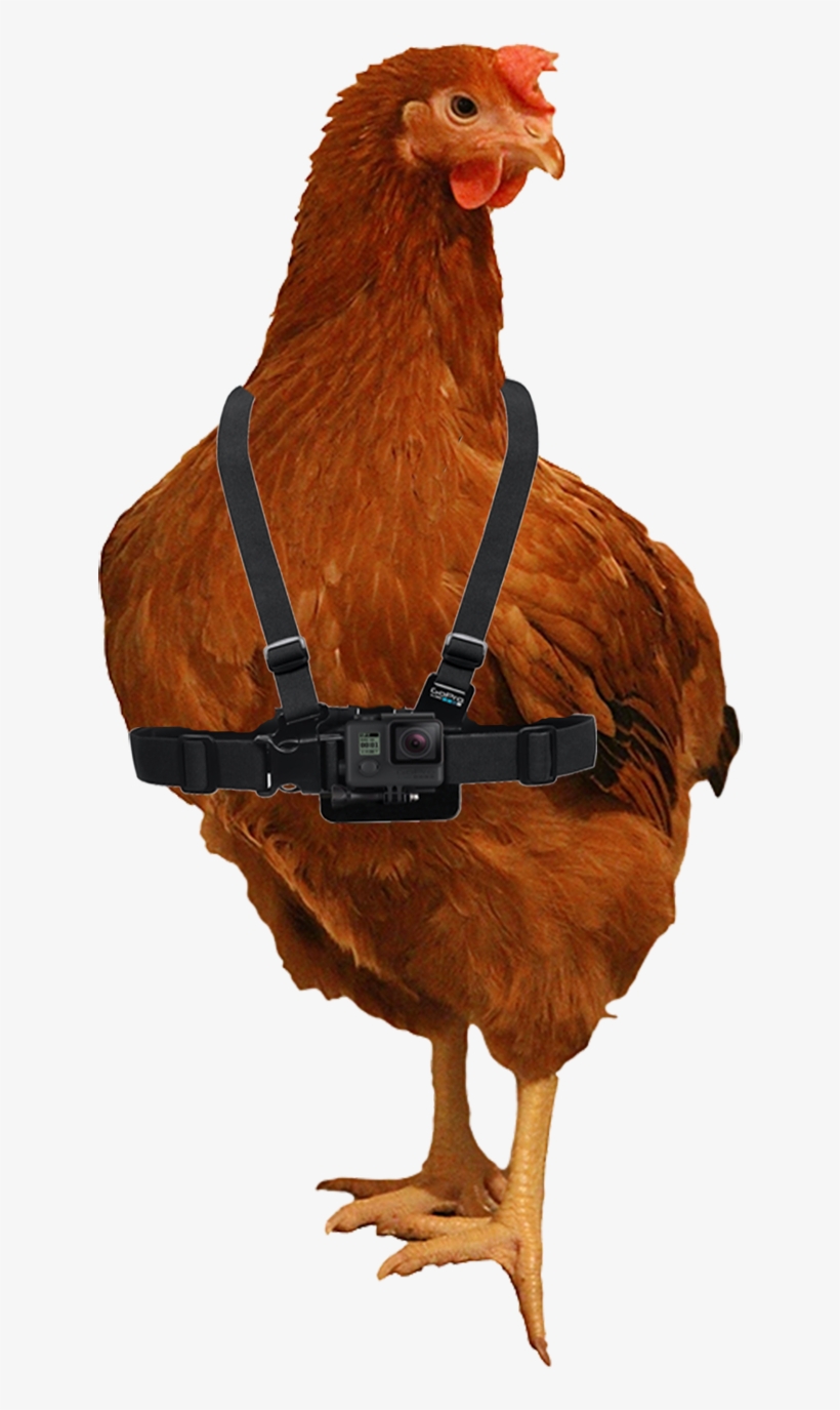 12 - Turkey, transparent png download