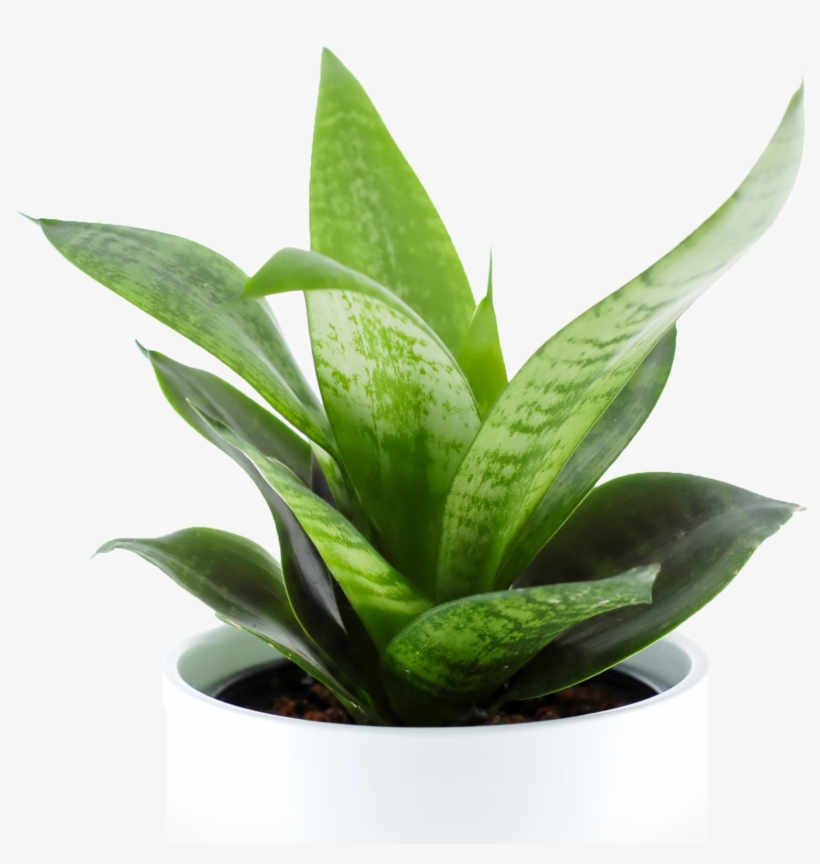 Indoor Plant Png - ต้นไม้ ที่ ปลูก ใน ห้อง นอน ได้, transparent png download