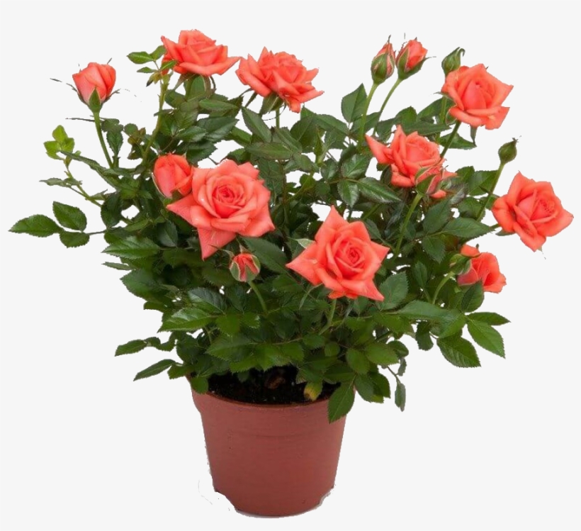 Pinterest Garden, Indoor Plants, Planting Flowers, - Розы В Горшке Png, transparent png download