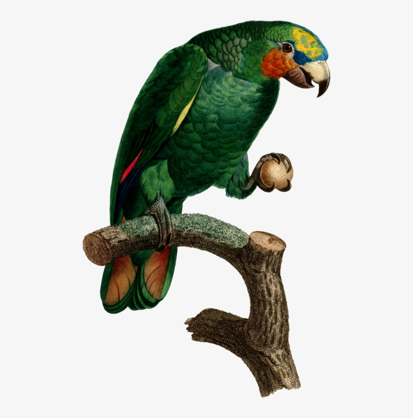All Photo Png Clipart - Parrot, transparent png download