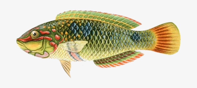 Goldenfish Sticker - Fish, transparent png download