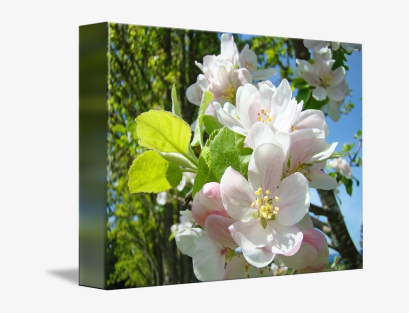 Apple Tree Flowers - Rosa Rubiginosa, transparent png download