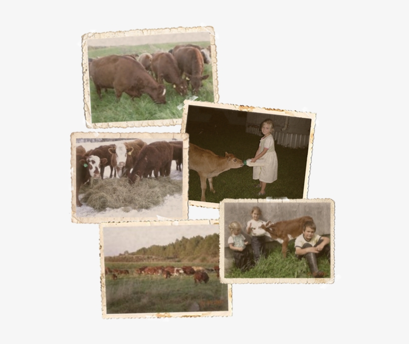 Echo Valley Ranch Is A Family Farm That Focuses On - Dairy Cow, transparent png download