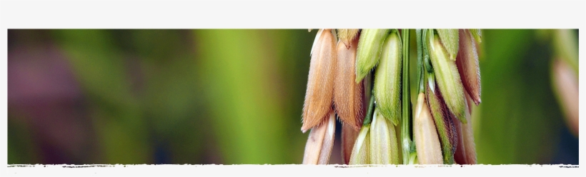 Cad Web Brownrice 1800×600 - Macro Photography, transparent png download