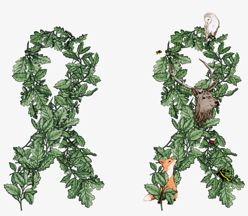 A Green Ribbon Made Out Of Quercus Leaves Was Chosen - Herb, transparent png download