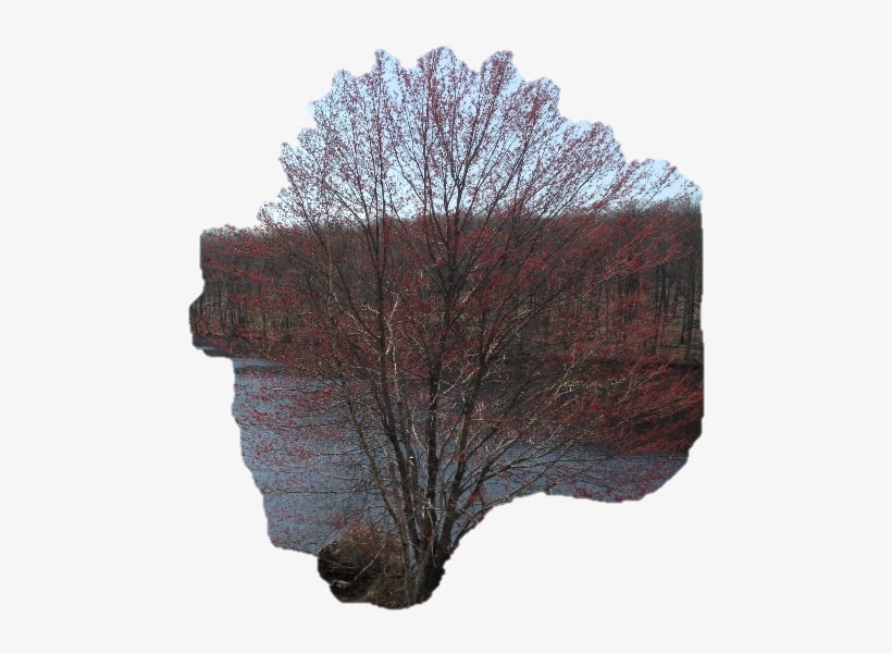 This Morning, As I Was Leaving For Work, I Noticed - Beech, transparent png download