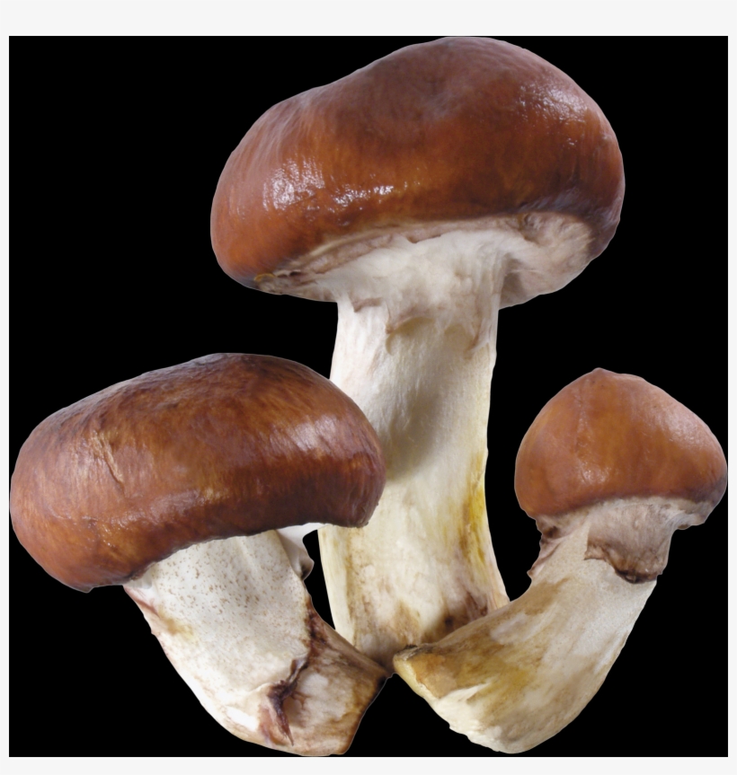 Mushroom, Free Pngs - Mushroom, transparent png download