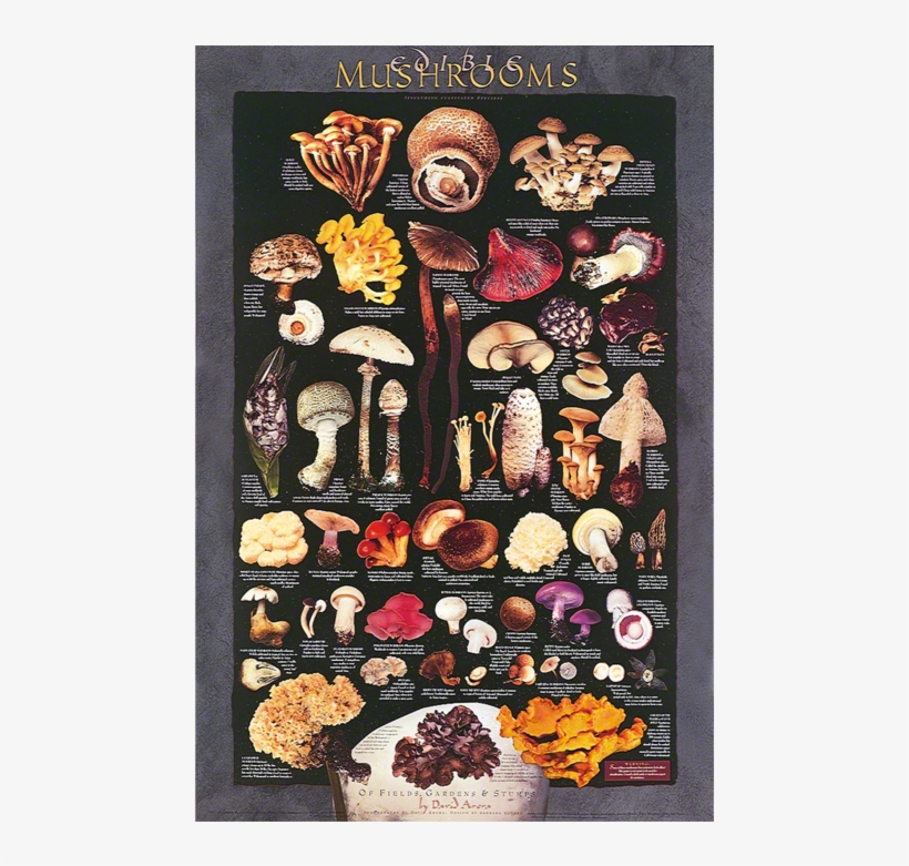 Mushroom Posters, transparent png download