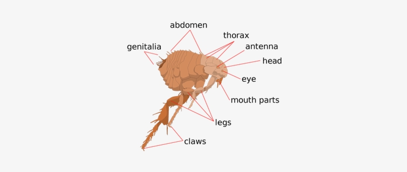 Flea Life Cycles And How To Get Rid Of Fleas - Do Fleas Look, transparent png download