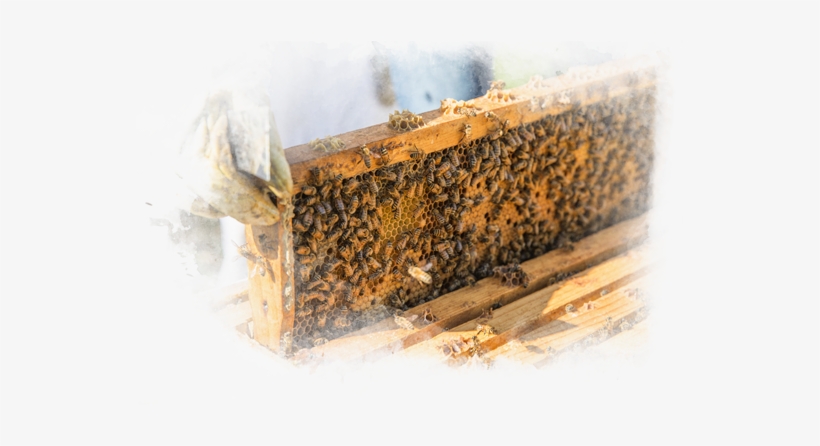 Valuing Quality - Honeybee, transparent png download