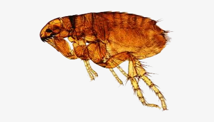 Flea - Dog Flea, transparent png download