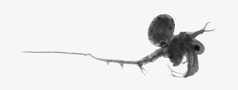 Spiny Water Flea - Spiny Water Flea Bites, transparent png download