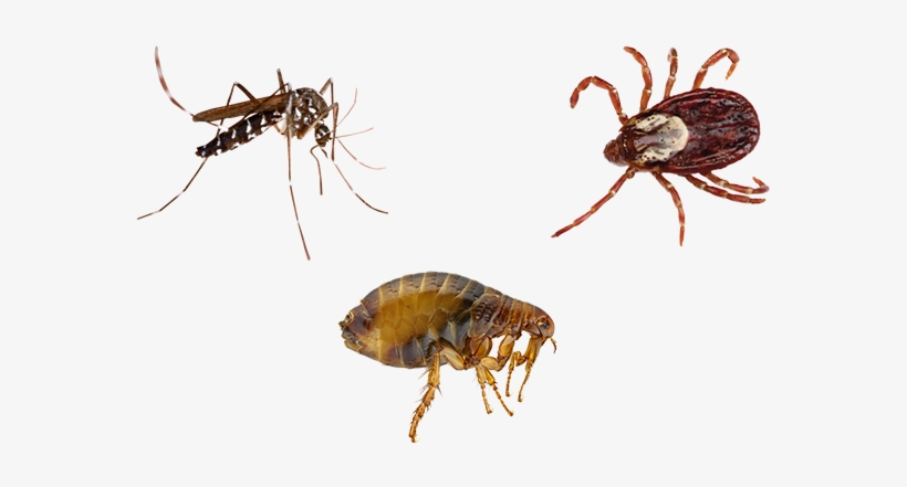 March 30 - Fleas By Valerie Bodden, transparent png download