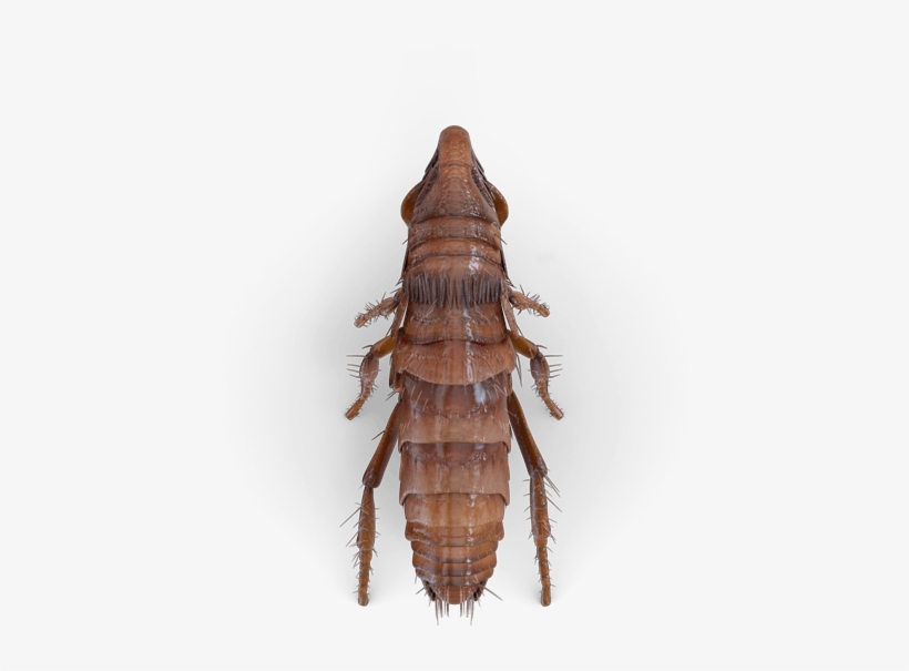 Pest, transparent png download