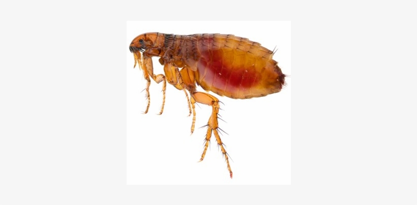 Fleas, transparent png download