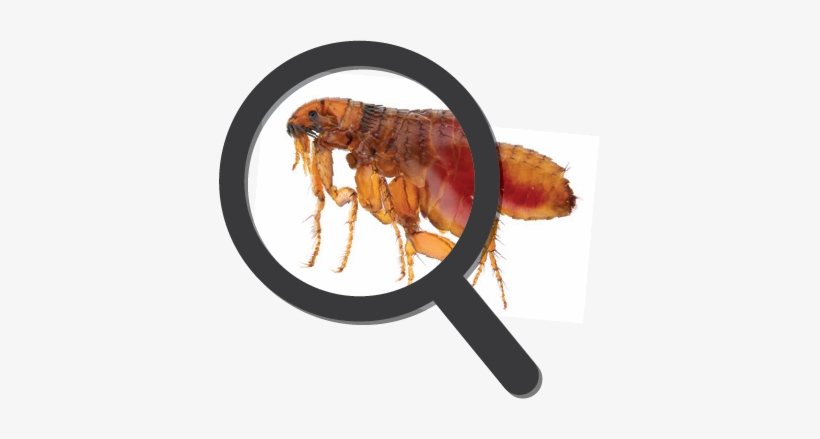 Flea And Its Host, transparent png download