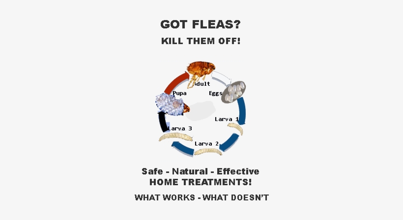Flea Treatment, How To Kill Fleas, How To Get Rid Of - Fleas How To Get Rid Of Them, transparent png download