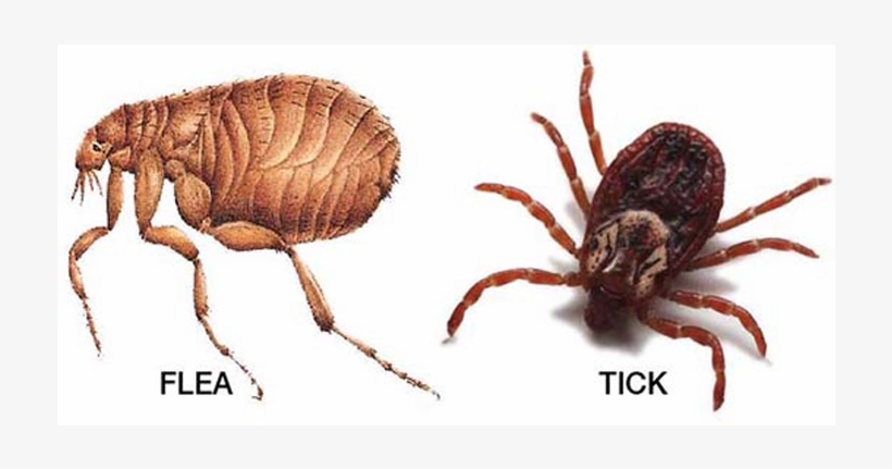 Tick And Flea Season Is Officially Upon Us, So Here's - Flea Vs Tick, transparent png download