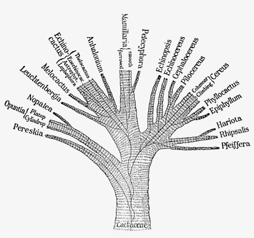 Ganong Cactaceae Phylogenetic Tree 1898 - Phylogenetic Tree Png, transparent png download