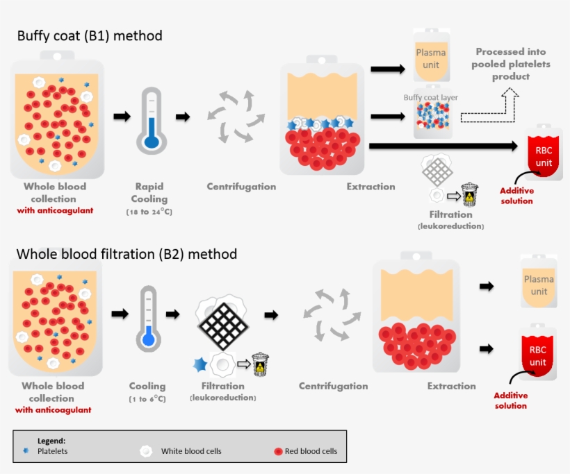 Cgtt Ch2 Fig1 - Red Blood Cell, transparent png download
