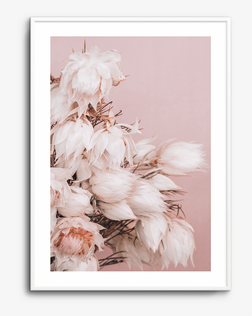 Blushing Bride No 2 - Peony, transparent png download