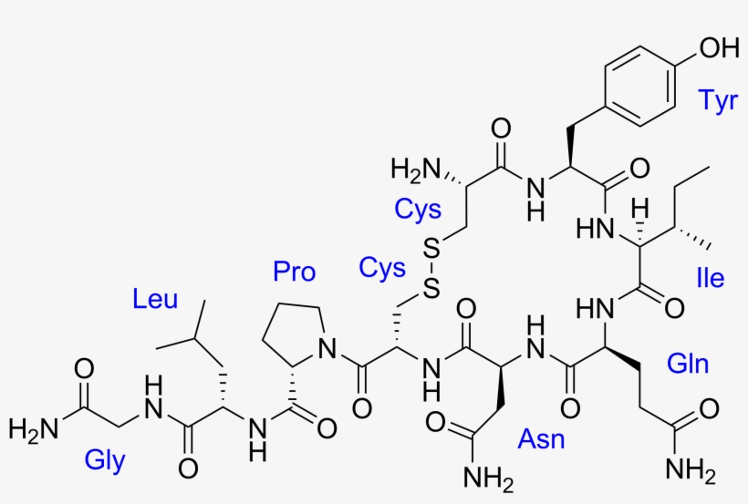 Oxytocin With Labels - Dopamine Oxytocin Endorphin Serotonin, transparent png download