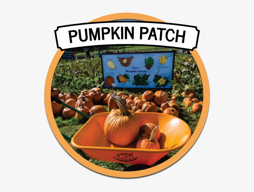 Farm Fresh Apples, Cherries, & Fall Fun At The Apple - Apple, transparent png download