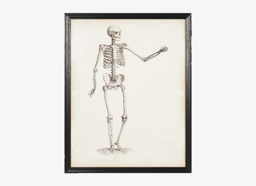 Picture Library Stock This Pair Of Skeletons - Skeleton, transparent png download