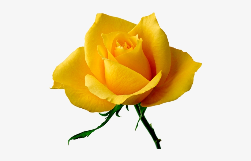 Yellow Rose Flower Png Download Good Night Yellow Rose Png Image Transparent Png Free Download On Seekpng