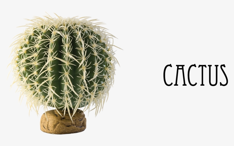 Indoor Plants - Exo Terra Barrel Cactus Small - Pt-2980, transparent png download