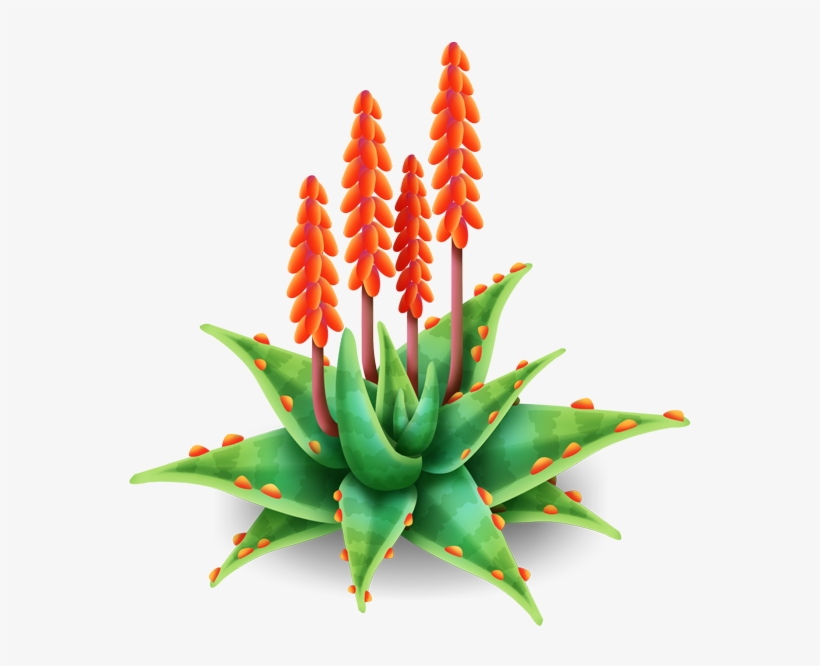 Aloe Plant - Aloe Flower Png, transparent png download