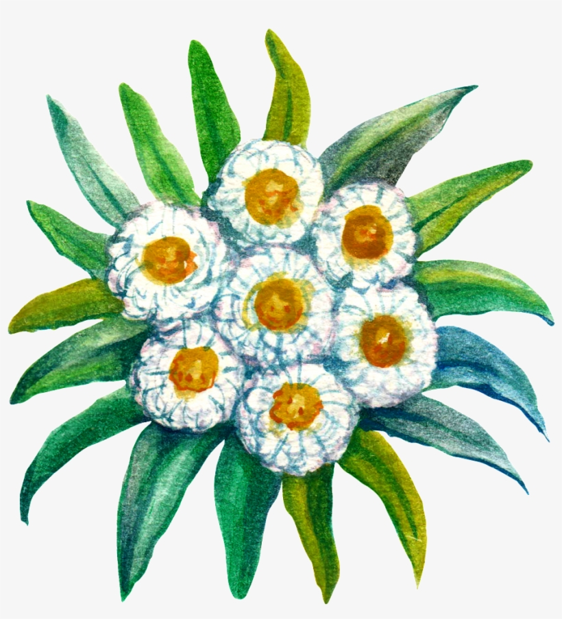 Hand Painted Plant Cartoon Transparent Watercolor Png - Calligraphy Edelweis, transparent png download