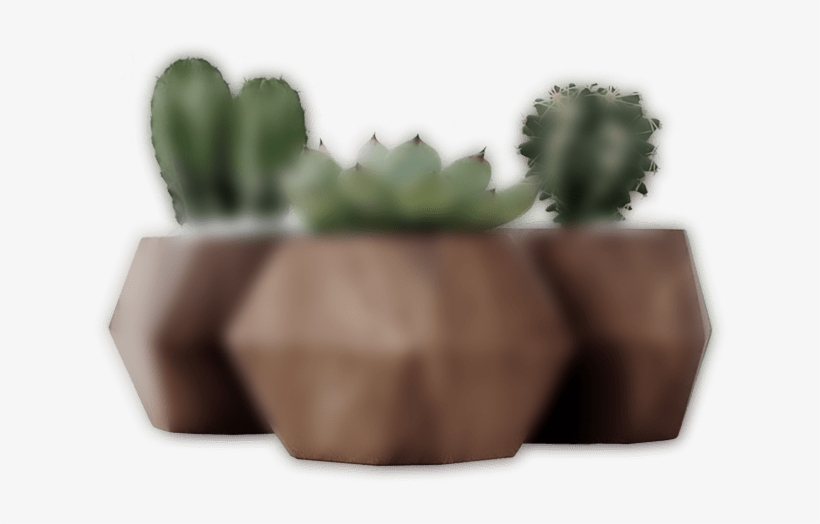 Dark Slider 3 Plant - Hedgehog Cactus, transparent png download