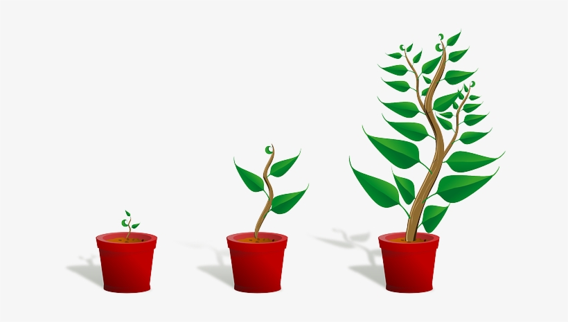 Sapling, Plant, Growing, Seedling, Growth, Potted Plant - Getting To Know Plants, transparent png download