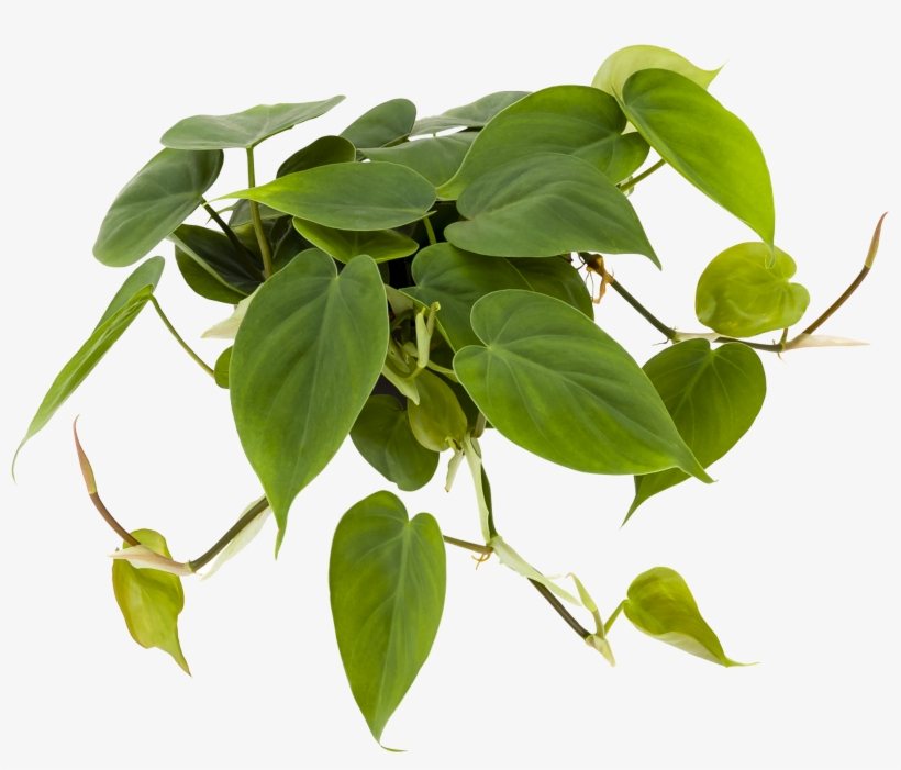 Philodendron 'scandens' - Philodendron Scandens Png, transparent png download