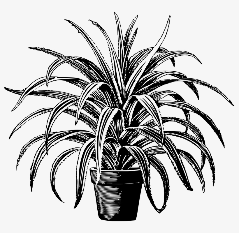 Plant Clip Art Black And White, transparent png download