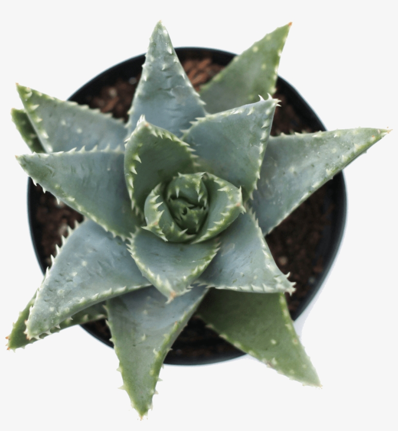 Aloe Brevifolia 'crocodile Plant' - Short-leaved Aloe, transparent png download