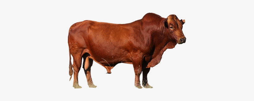 0 Beef Cows - Bull, transparent png download