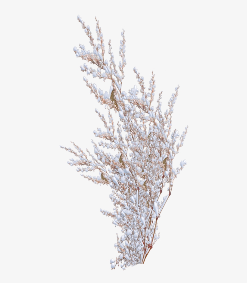 Picture Library Download Branch Transparent Bush - Pond Pine, transparent png download