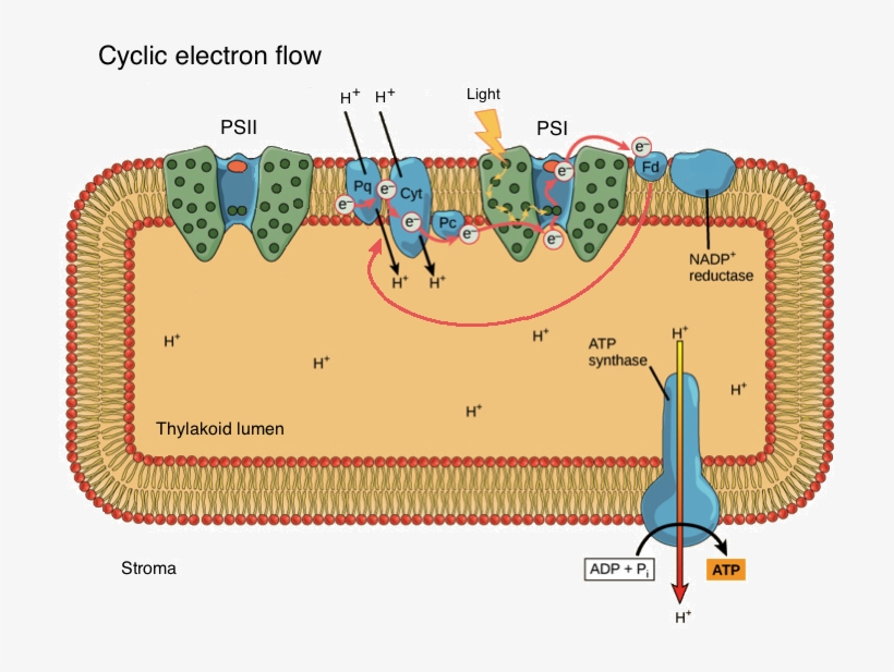 Overview Of The Light-dependent Reactions - Light Dependent Reaction, transparent png download