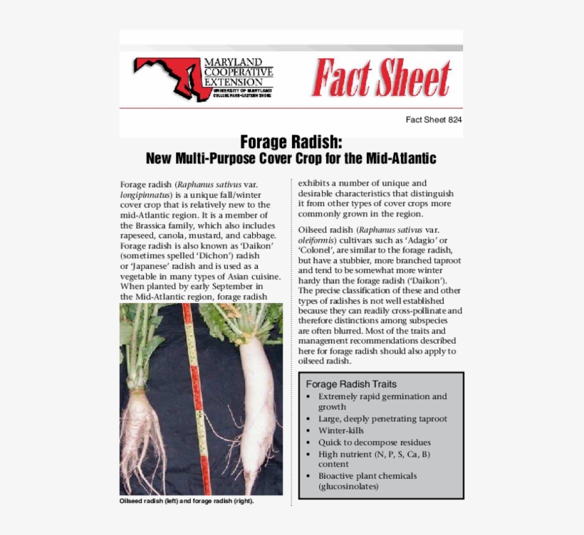 A New Multi-purpose Cover Crop For The M - Tree, transparent png download