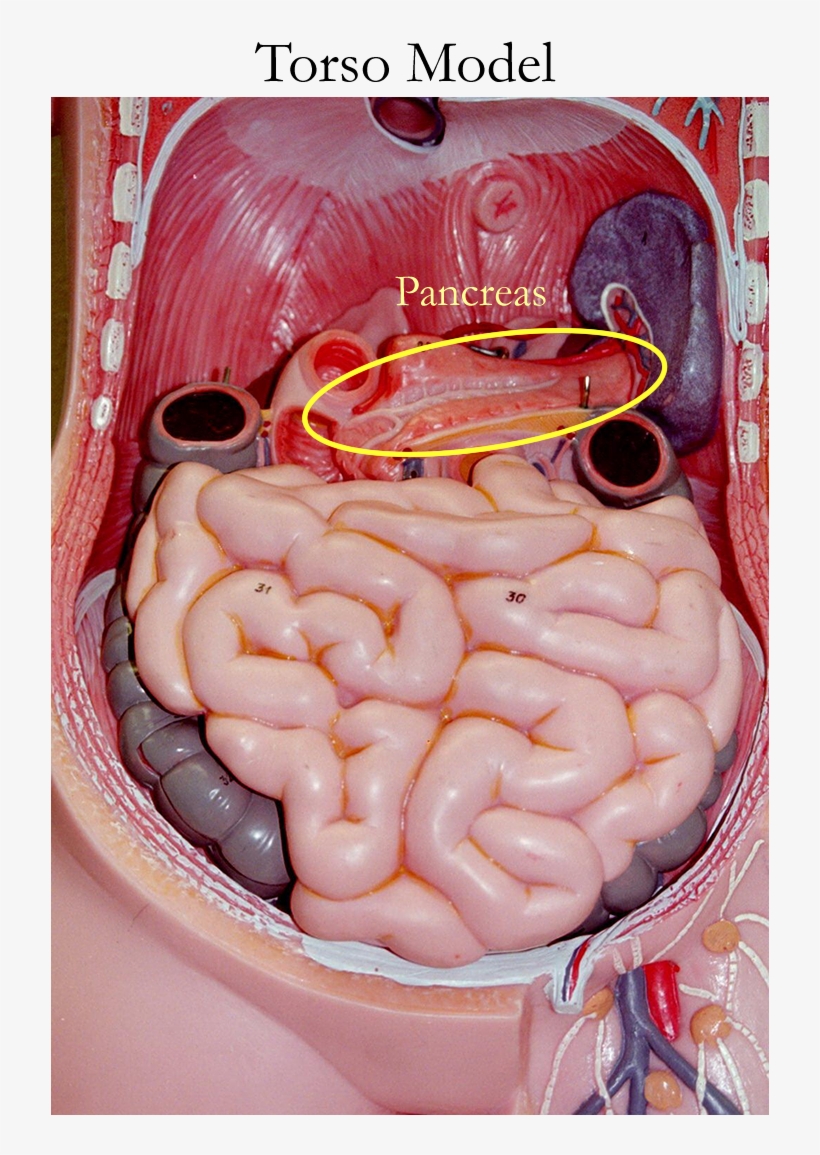 800 X 1100 2 - Pancreas On Human Model, transparent png download