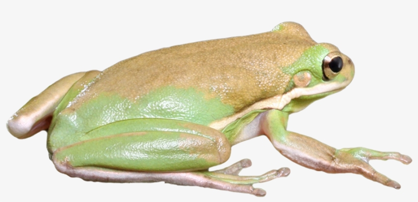 Frog From Burma, Frog Isolated Graphic - Eastern Spadefoot, transparent png download