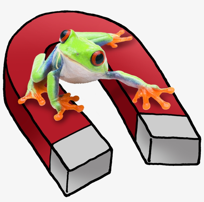 Meet A Clingy Red-eyed Tree Frog With A Magnetic Personality - Cartoon, transparent png download