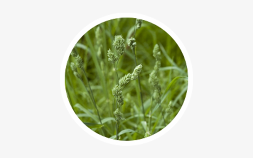 Orchard - Alfalfa Sprouts, transparent png download