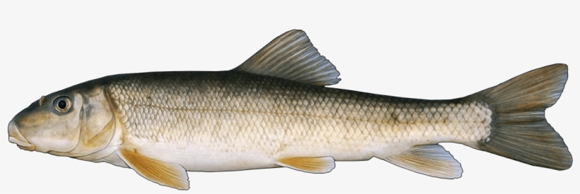 Http - //www - Fishbuoy - Com/images/images/fish Species - Coastal Cutthroat Trout, transparent png download