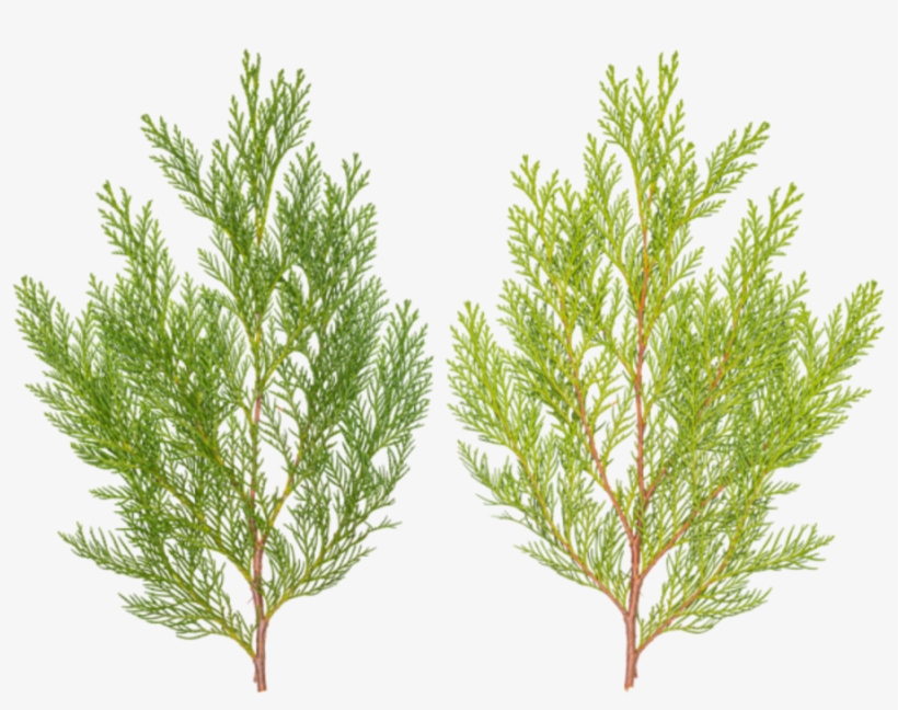 Pond Pine, transparent png download